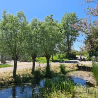 Salix Alba - Foto 1