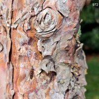 #972 Taxus baccata dovastoniana 'Aurea Pendula' Trauer Eibe