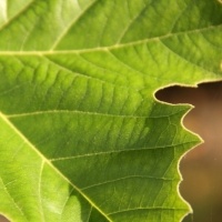 #178 Platanus hispanica Platane
