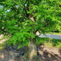 Metasequoia glyptostroboides