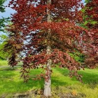 #156 Fagus sylvatica 'Atropunicea' Rotbuche