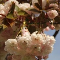 Prunus serrulata 'Shirofugen'