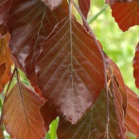 Fagus sylvatica 'Purpurea Pendula' - blad