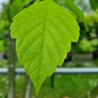 Acer negundo - Foto 3