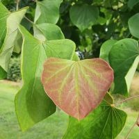 Cercis canadensis
