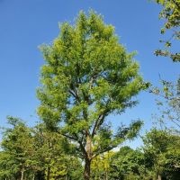 #11 Gleditsia triacanthos ‘Skyline’ Falscher Christusdorn