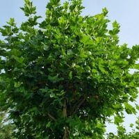 #236 Platanus x hispanica Platane