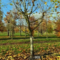 #909 Platanus x hispanica Kletterbaum Platane