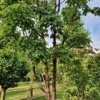 #152 Acer griseum Papier Ahorn