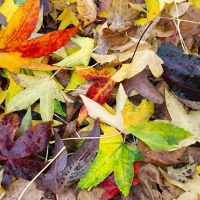 #854 Liquidambar styraciflua Amberbaum
