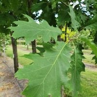 #503 Quercus rubra Mehrstämmige amerikanische Eiche