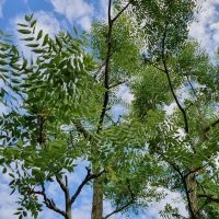 #121 Gymnocladus dioica Geweihbaum