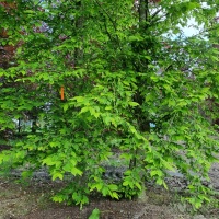 Carpinus betulus - Foto 3