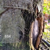 #884 Tilia x europaea 'Pallida' Alte holländische Spalierlinde