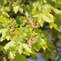 #684 Acer campestre Acer campestre als Sonnenschirm- und Vogelbaum