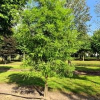 #673 Taxodium distichum Sumpfzypresse
