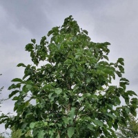 Magnolia Tripetala