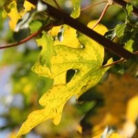 #684 Acer campestre Acer campestre als Sonnenschirm- und Vogelbaum
