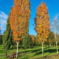 Acer rubrum 'Scanlon'