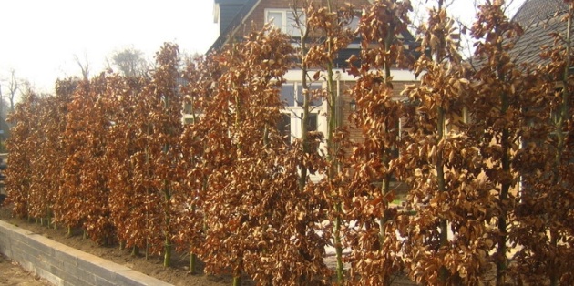Aanplanten van hagen