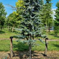 Cedrus libani 'Glauca' - Foto 3