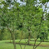 #542 Amelanchier lamarckii Felsenbirne