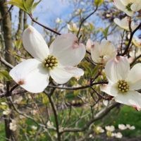 Cornus Florida 'Rainbow'