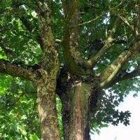 #684 Acer campestre Acer campestre als Sonnenschirm- und Vogelbaum