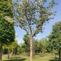 Cornus kousa