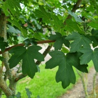 Acer campestre - Foto 1