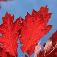 Quercurs rubra