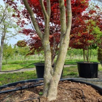 acer palmatum 'Bloodgood'