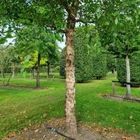 #149 Betula Nigra Schwarze Birke