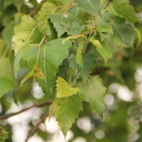 Betula pendula - Foto 1