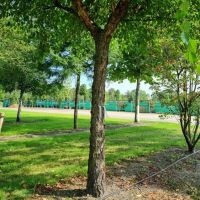 Betula nigra