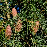 Cedrus deodora 'Pendula' - naald en zaad