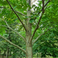Pterocarya Fraxinifolia - Foto 4