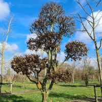 Carpinus betulus