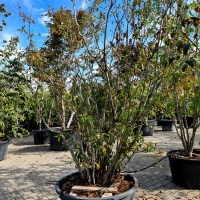 Azalea mollis (AK) 'Golden Eagle' - najaar