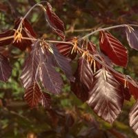 #169 Fagus sylvatica 'Atropunicea' Rotbuche