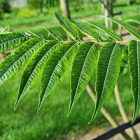 Rhus typhina - blad