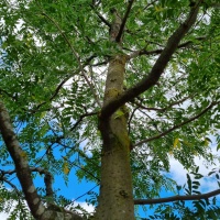 Gleditsia triacanthos ‘Skyline' - Afbeelding 6