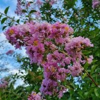 Lagerstroemia indica 'Rosea' - bloesem