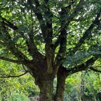 #684 Acer campestre Acer campestre als Sonnenschirm- und Vogelbaum
