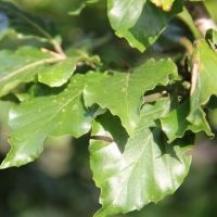 #660 fagus sylvatica Grüne Buche