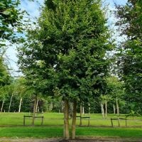 #119 Fagus sylvatica Gewöhnliche mehrstämmige grüne Buche