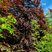 #743 Fagus sylvatica 'Atropunicea' Rotbuche als Solitär