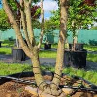 Prunus serrulata 'Royal Burgundy' - Foto 3