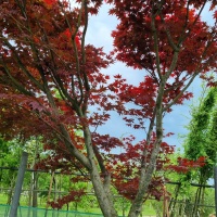Acer palmatum 'Bloodgood' - kruin