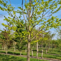 Fagus sylvatica 'Zlatia' - Afbeelding 1